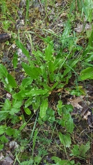 Rumex acetosa