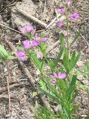 Polygala polygama