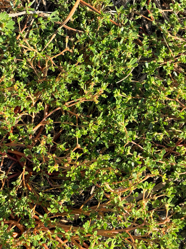 Common Purslane