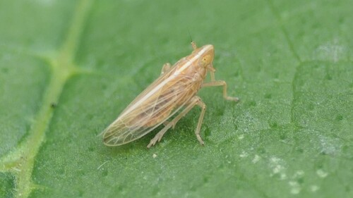 Stenocranus minutus