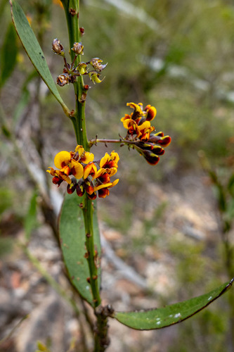 Daviesia corymbosa observed 2026-10-04