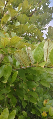 Terminalia chebula observed 2026-10-01