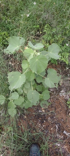 Abutilon hirtum observed 2026-10-01