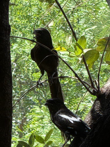 iNaturalist image