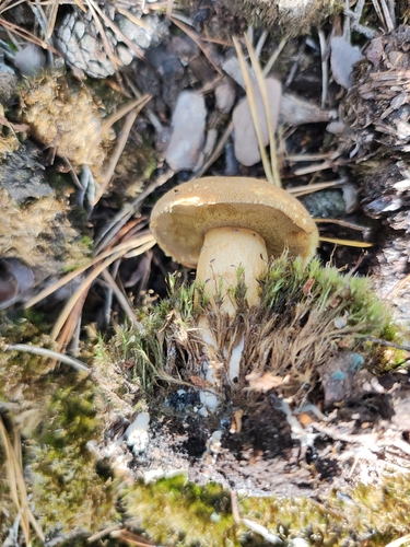 Velvet Bolete