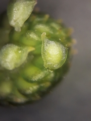 Ranunculus circinatus