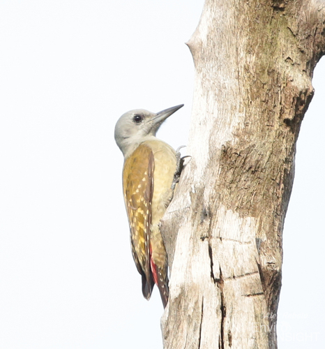 iNaturalist image