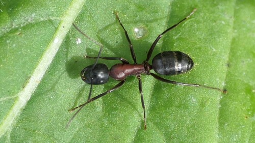 Brown-black Carpenter Ant