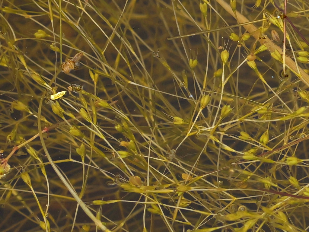 Althenia hearnii