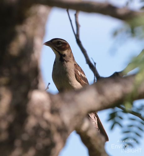 iNaturalist image