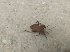 Molipteryx hardwickii