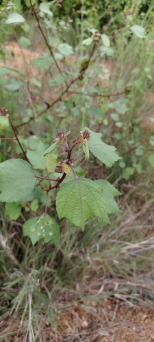 Triumfetta rhomboidea observed 2026-10-01