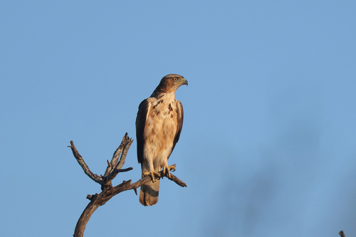 iNaturalist image