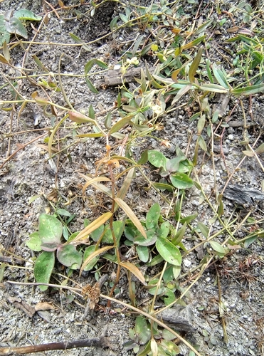 Marsh Speedwell