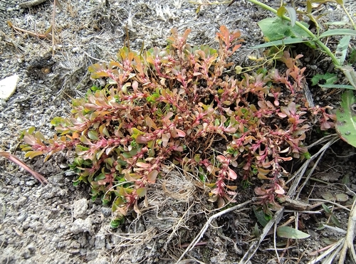 Water-purslane