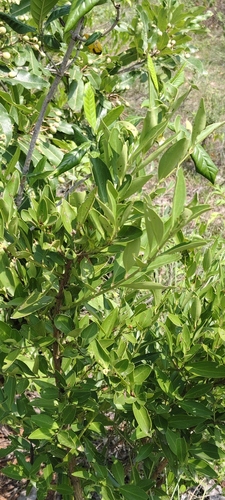 Carissa spinarum observed 2026-10-03