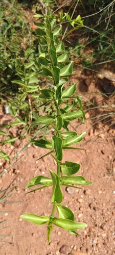 Canthium coromandelicum observed 2026-10-03