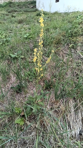 White Mullein