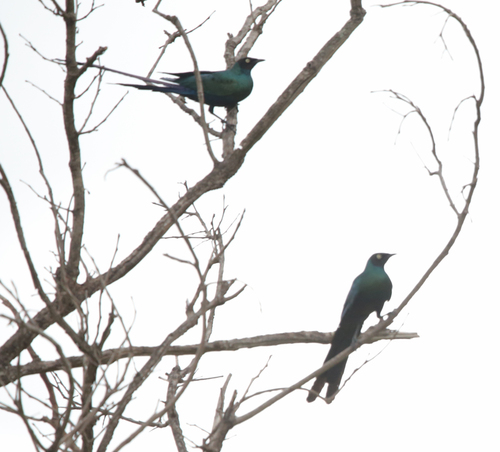 iNaturalist image