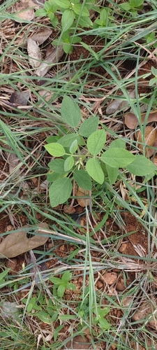 Cajanus scarabaeoides observed 2026-10-04