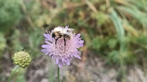Common Carder Bumble Bee