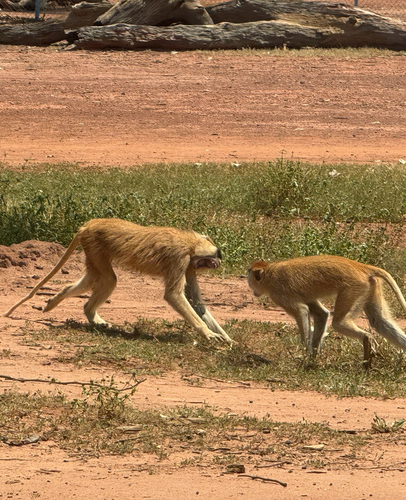 Patas Monkey