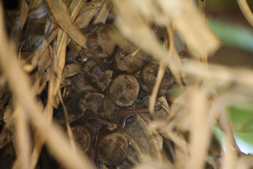 Scotophilus kuhlii observed 2026-10-04