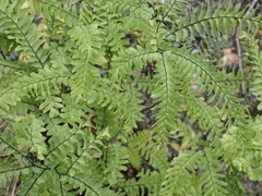 Adiantum aleuticum aleuticum