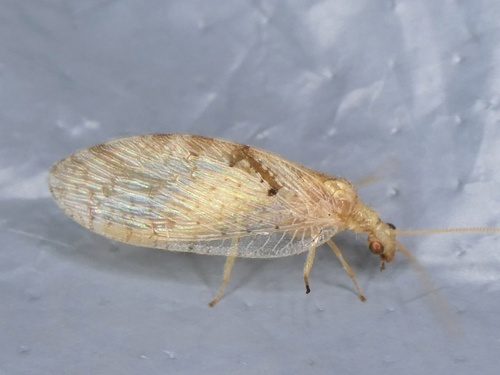 Hemerobius humulinus observed 2026-10-09