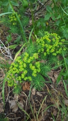 Euphorbia cyparissias