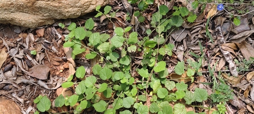 Sida cordata observed 2026-10-04