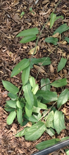 Aristolochia indica, 2026-10-04