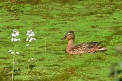 Anas platyrhynchos