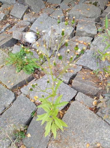 American burnweed