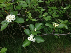 Crataegus gaylussacia