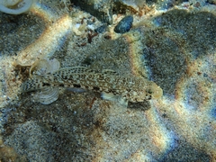 Gobius geniporus