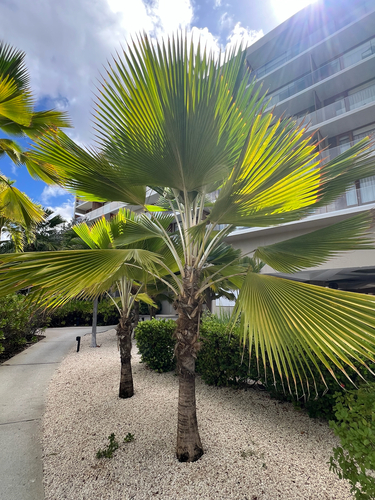 Pritchardia pacifica observed 2026-10-05
