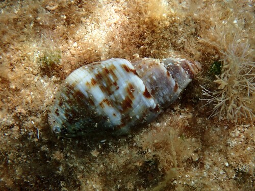 Pisania maculosa observed 2026-10-08