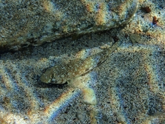 Gobius geniporus