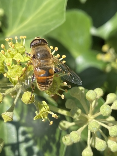 Common Drone Fly