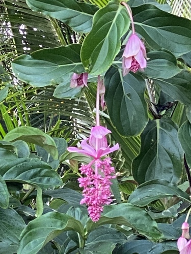 Medinilla magnifica