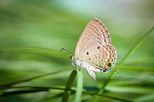 Plains Cupid