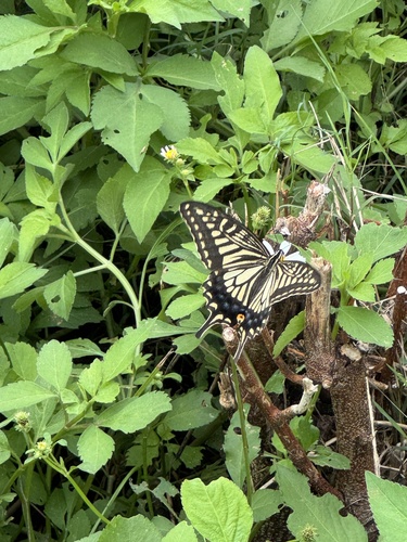 Chinese Yellow Swallowtail