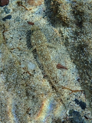 Gobius geniporus