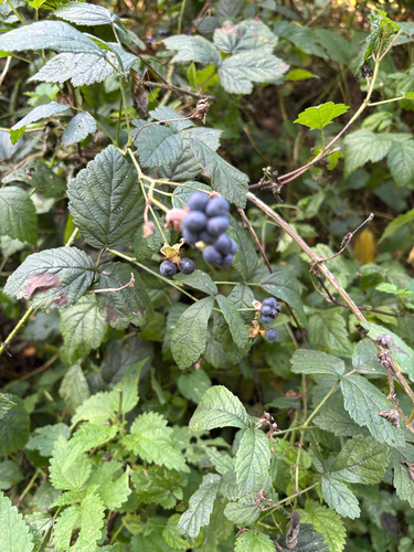 European dewberry