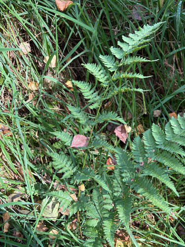 spinulose wood fern