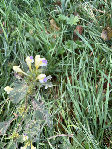 Large-flowered Hemp-nettle