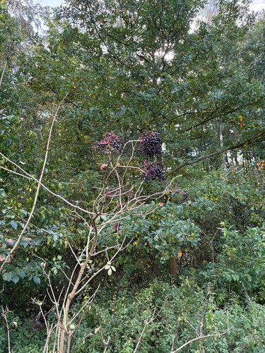 European black elderberry