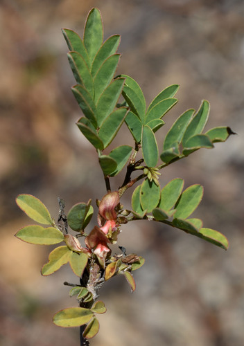 Indigofera tinctoria observed 2026-07-31