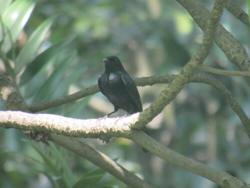 iNaturalist image